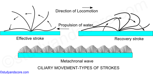 protozoa locomotion, cilliary movement,cilia, locomotion, protozoa